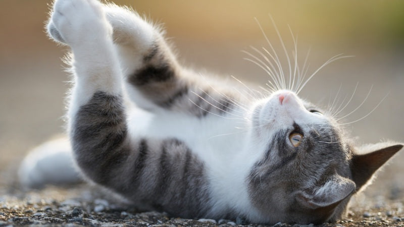 14 Surprising Reasons Your Home Smells Like Cat ( How to Fix It)