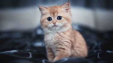 How to Maximize Your Furrbby System: Pro Tips
