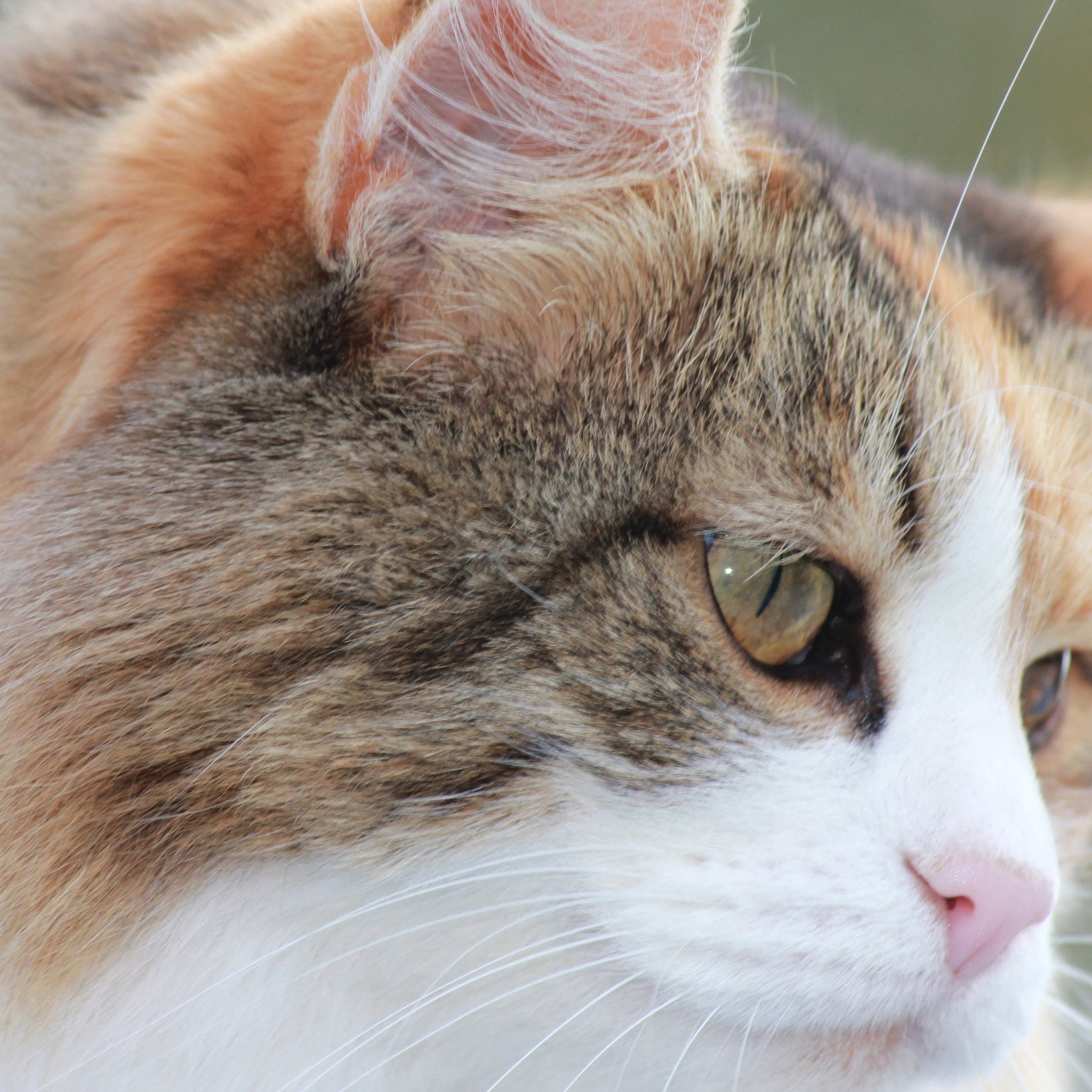 How to Fight Litter Box Odor in Humid Southern Summers