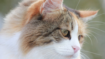 How to Fight Litter Box Odor in Humid Southern Summers