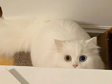 How to Choose the Perfect Litter Box in 2025