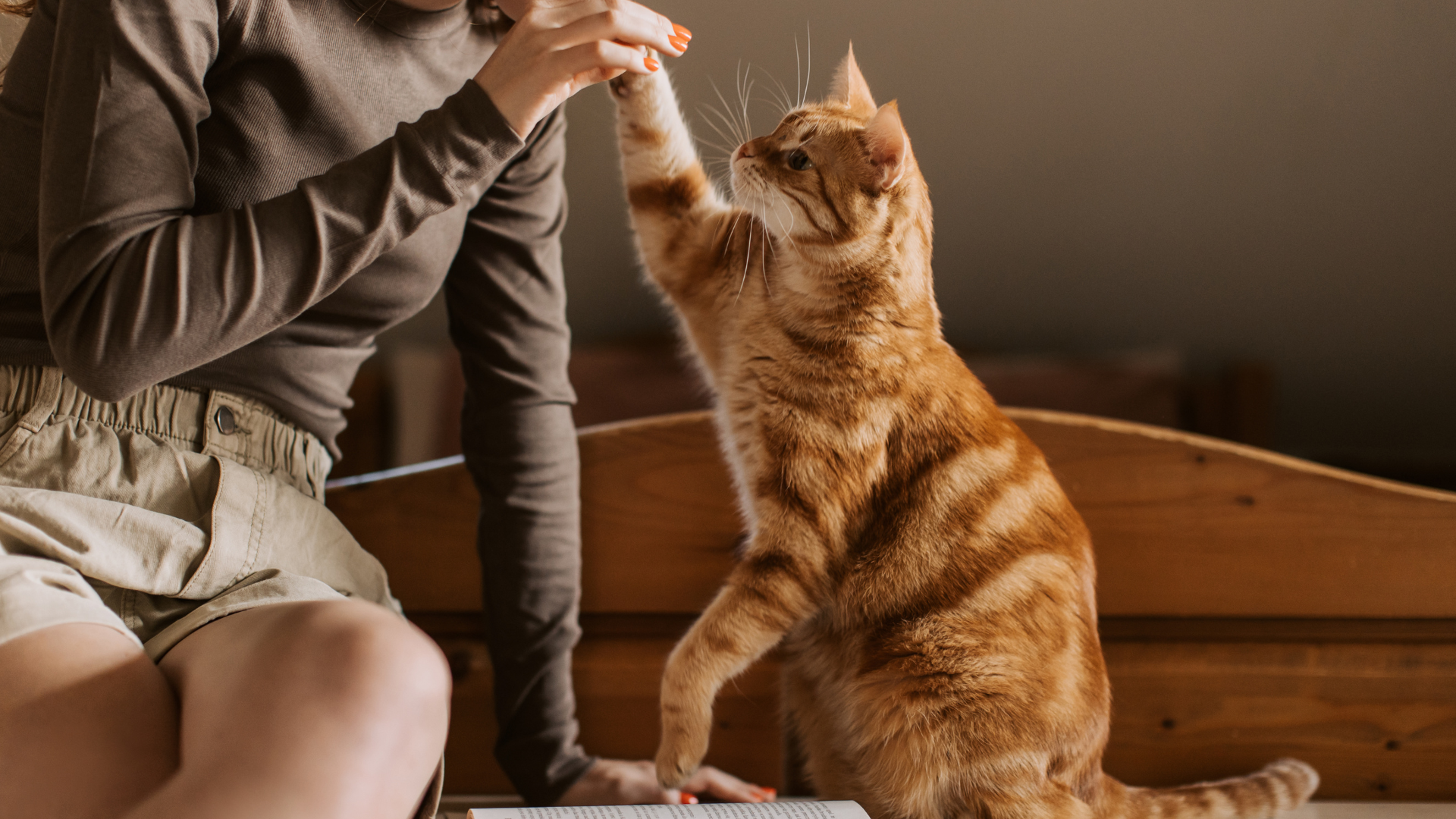 How to Clean a Stainless Steel Litter Box Without Chemicals