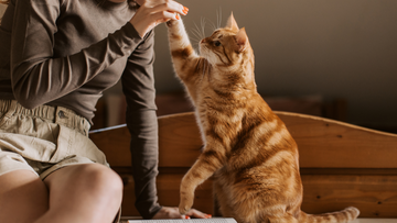 How to Clean a Stainless Steel Litter Box Without Chemicals