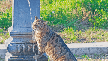 Comparing Veterinary Methods: Best Practices for Cat Health
