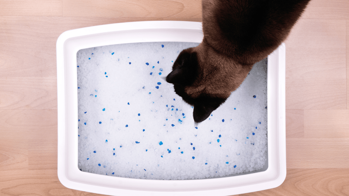 How to Clean & Deodorize Stainless Steel Litter Boxes with Baking Soda