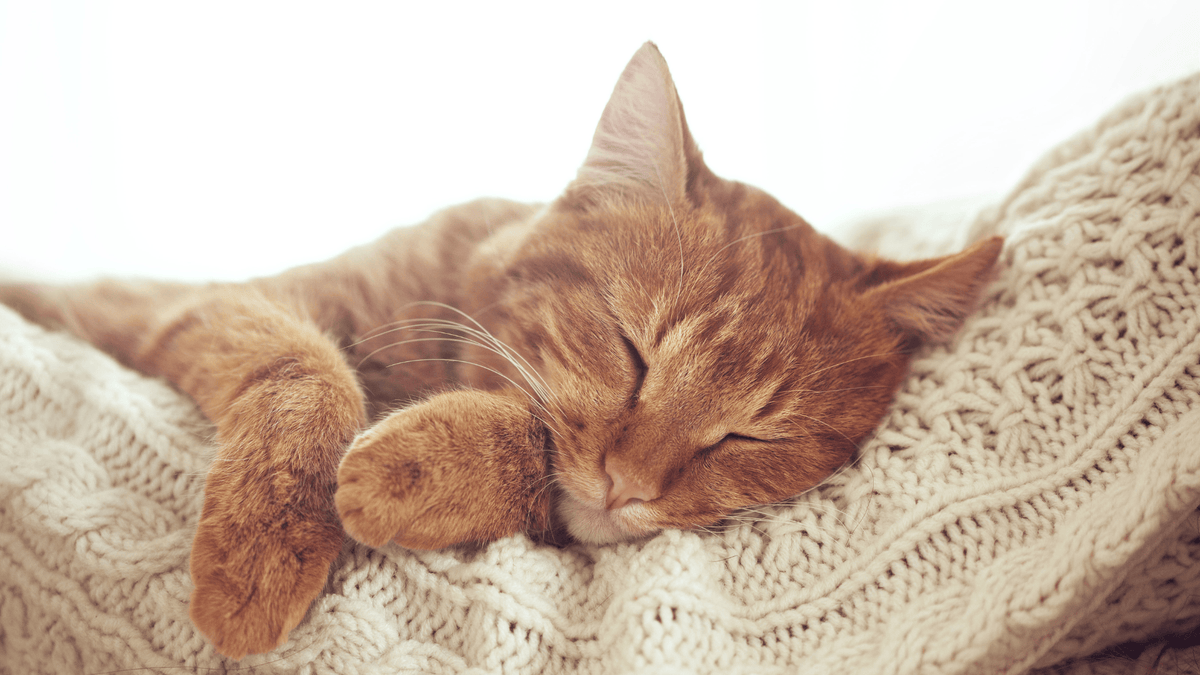 How to Transition Your Cat to a Stainless Steel Box: The "Zero-Stress" Method