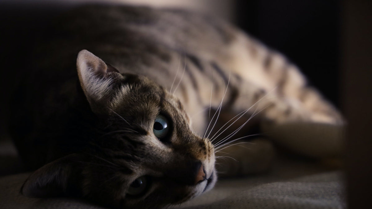 Top 5 Eco-Friendly Cat Litter Options for Cats &amp; Earth