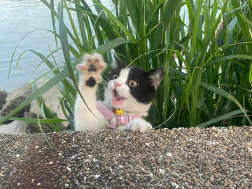 How to Get Your Cat to Drink More Water: 12 Vet-Approved Tips