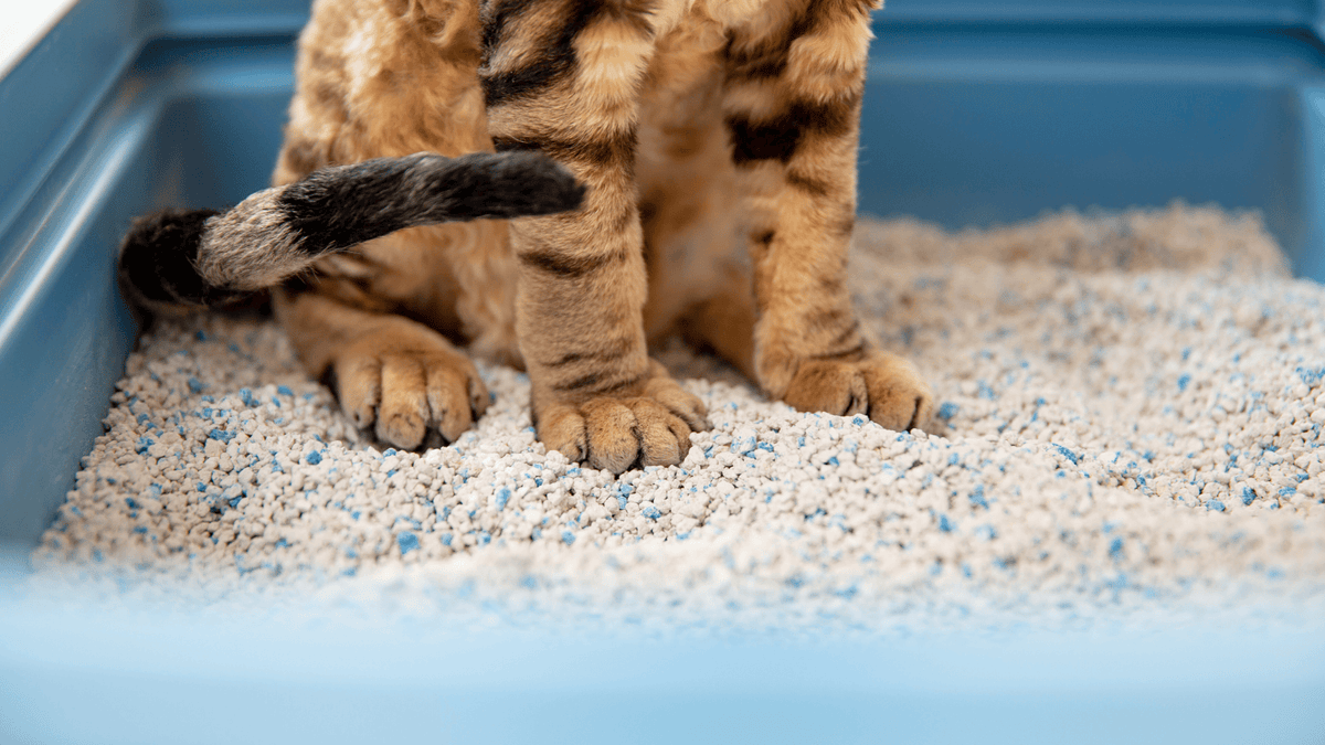 12 Best Products for Extremely Fussy Cats