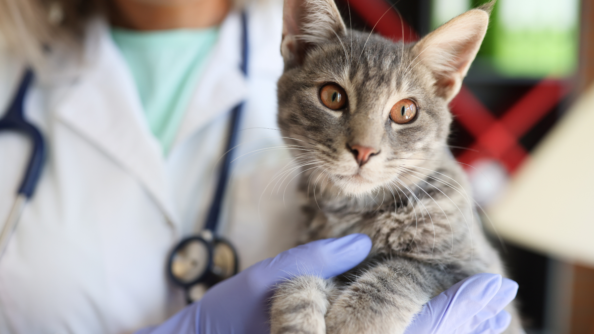 Stainless Steel Litter Boxes: Health Benefits for Your Cat