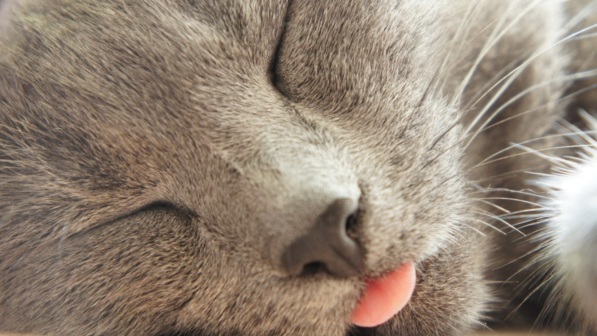 Stainless Steel Litter Boxes: How They Keep Cool for Your Cat