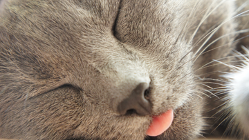 Stainless Steel Litter Boxes: How They Keep Cool for Your Cat