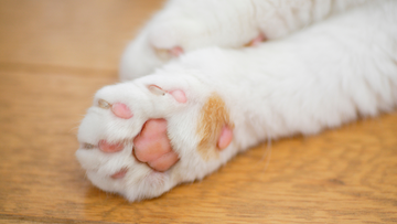 Stainless Steel Litter Boxes: Healthier Paws for Your Cat