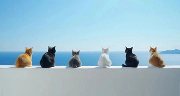 How to Arrange Your Home for a Happy Cat (Feline Feng Shui)