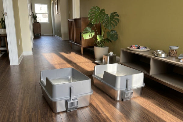Eco-Friendly Spacious Litter Boxes for Big Cats: Comfort & Sustainability