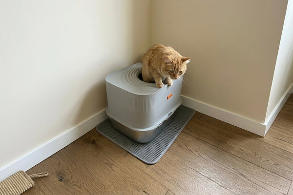 Multi-Cat Household Litter Box Setup: Eliminate Odors & Messes