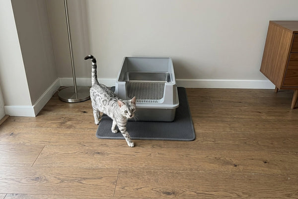 Pine Pellet Litter & Sifting Litter Box Guide: How It Eliminates Odors