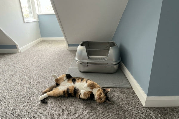 How Stainless Steel Litter Boxes Reduce Cat Stress & FIC Flare-Ups