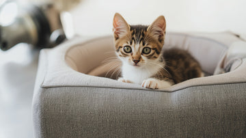 14 Ideas for a Cat-Friendly City Apartment