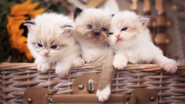 Why Cat Pee Smells So Strong: The Science Explained