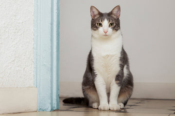 How to Introduce a New Cat to Your Home in 8 Simple Steps