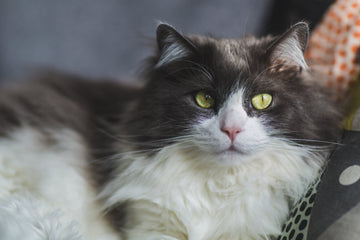 How to Reduce Cat Allergies with a Cleaner Litter Box