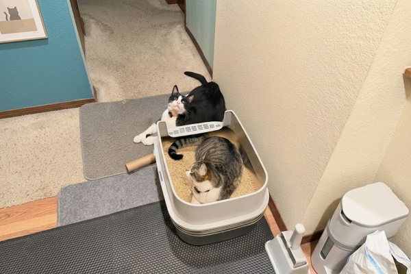 The Senior Cat Bathroom Checklist: 5 Things You Must Change