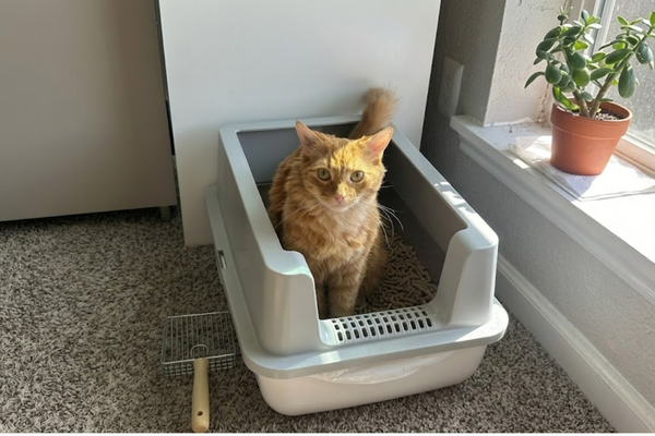 The Multi-Cat Peace Treaty: A 5-Step Checklist
