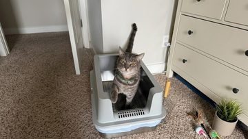 Furrbby anti-leak stainless steel litter box with high side walls and built-in litter catching