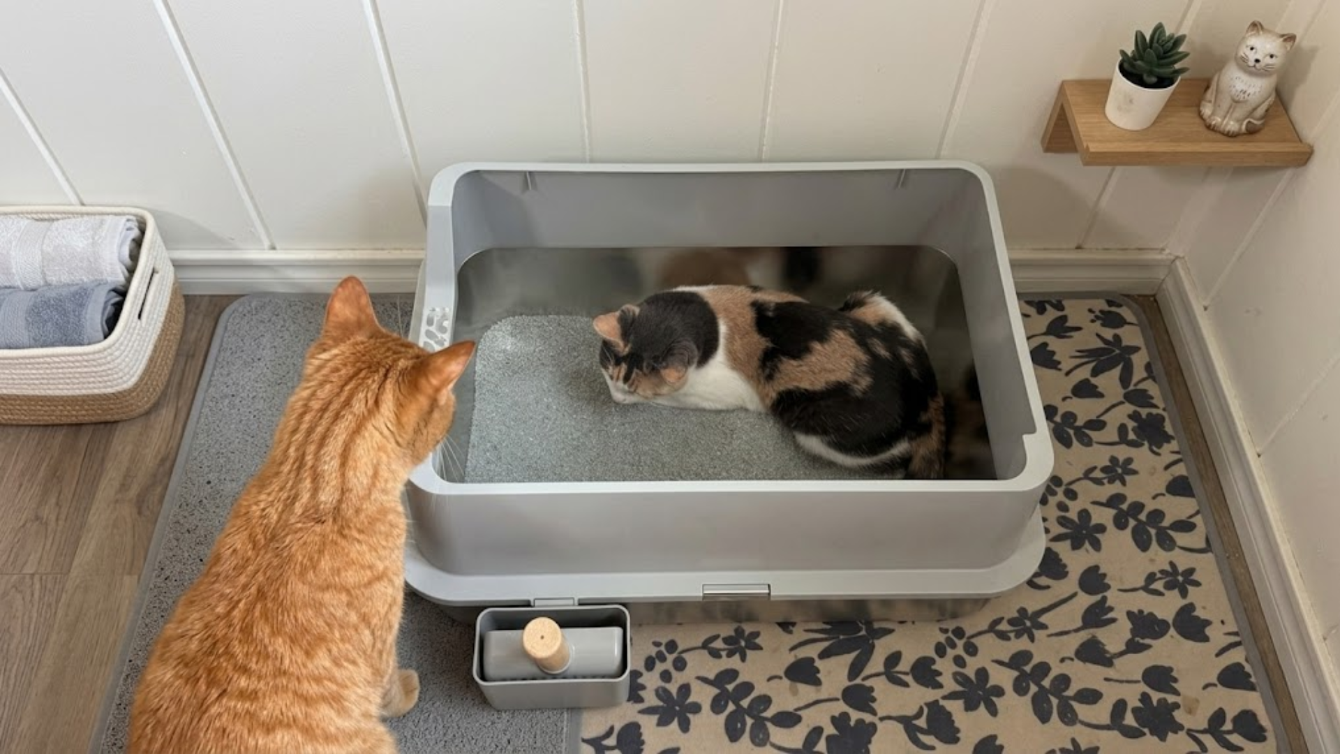 automatic pet feeder wet cat food PawsPik Smart 4-Meal Automatic Cat Feeder, White, 4-cup