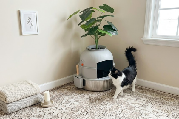 Robots Can't Keep Up: Why 4 Cats Break Automatic Boxes