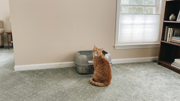 Open-top Furrbby stainless steel litter box with raised back wall for mess-free use.