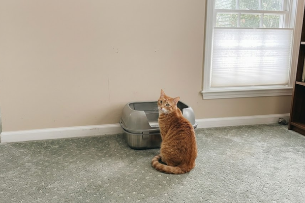 The Best Litter Boxes for [Maine Coons] and Large Breeds in 2026