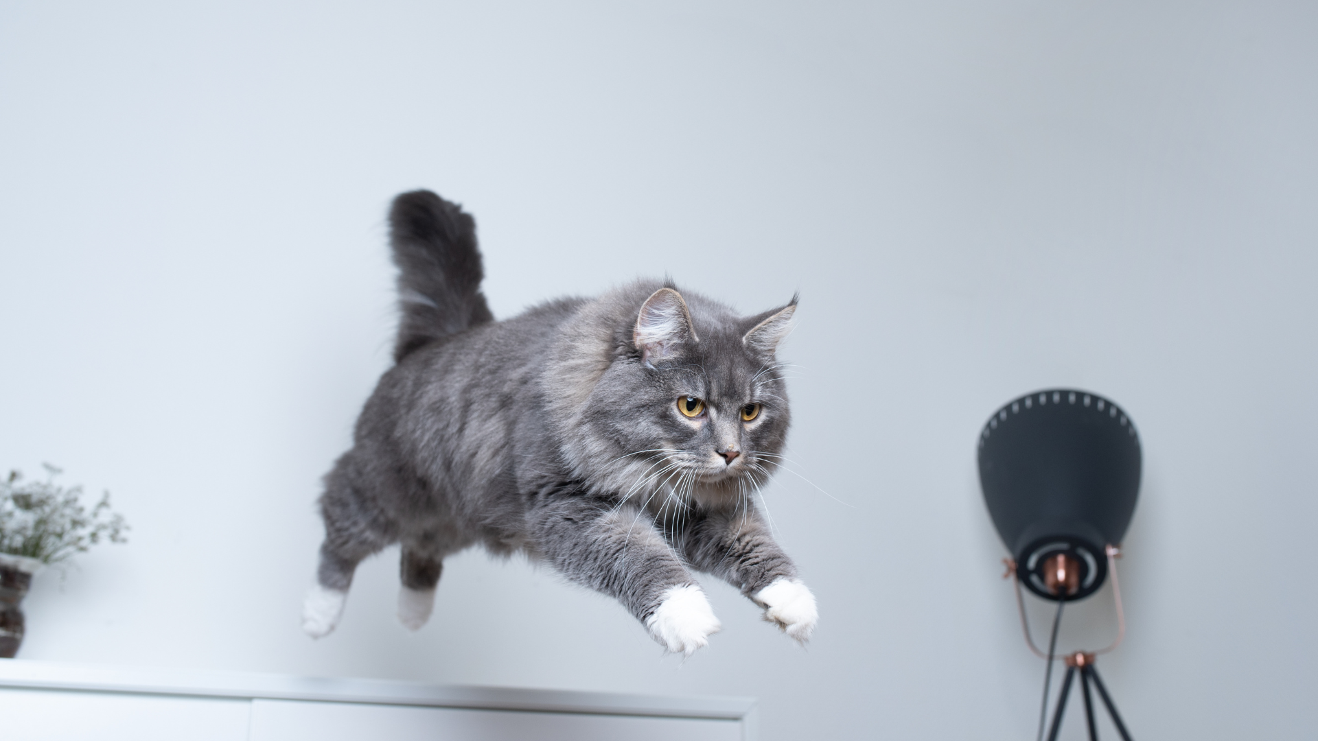 Top 5 Compact Litter Box Designs for Small Spaces