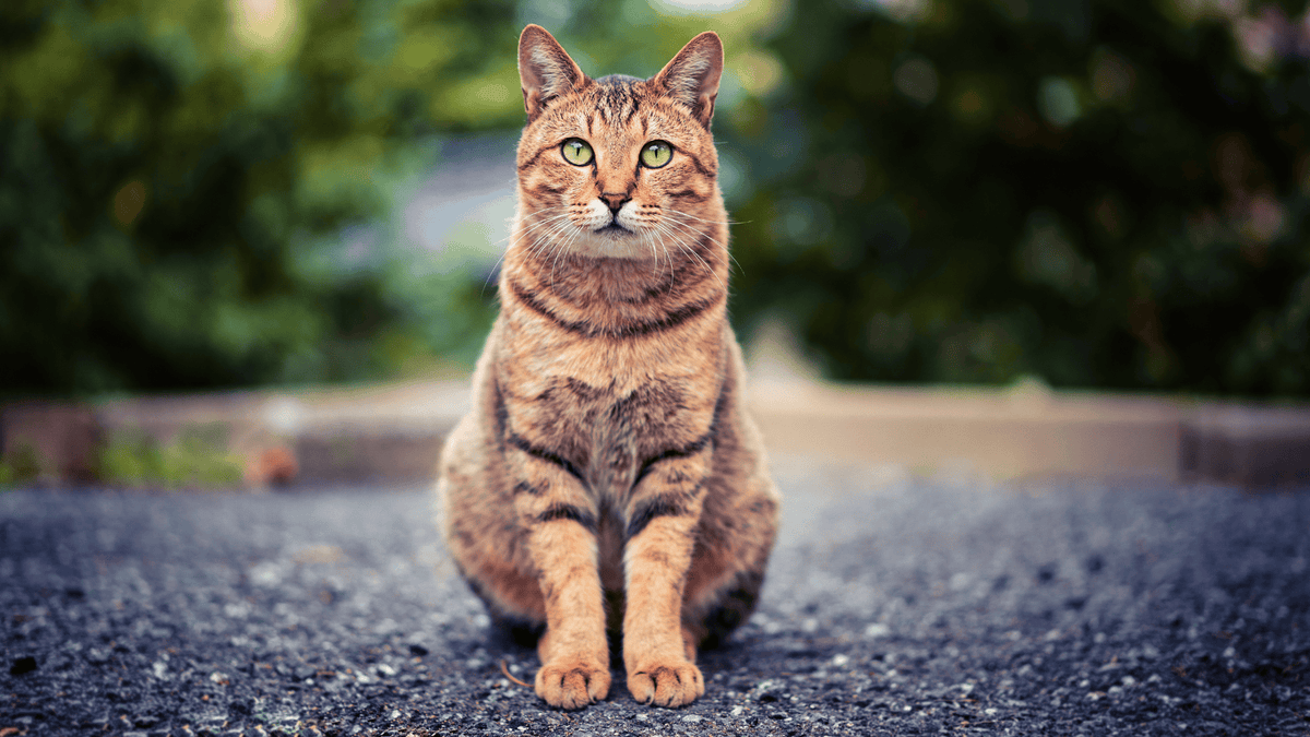 Open Concept Living: How to "Zone" Your Cat's Area