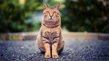 Best Biodegradable Cat Litter Options: Eco-Friendly &amp; Sustainable Choices