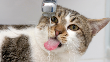12 Best Cat Water Fountains for Picky Drinkers (2025 Review)