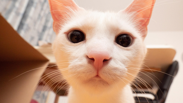 Furrbby vs. Tidy Cats Breeze: A Head-to-Head Comparison