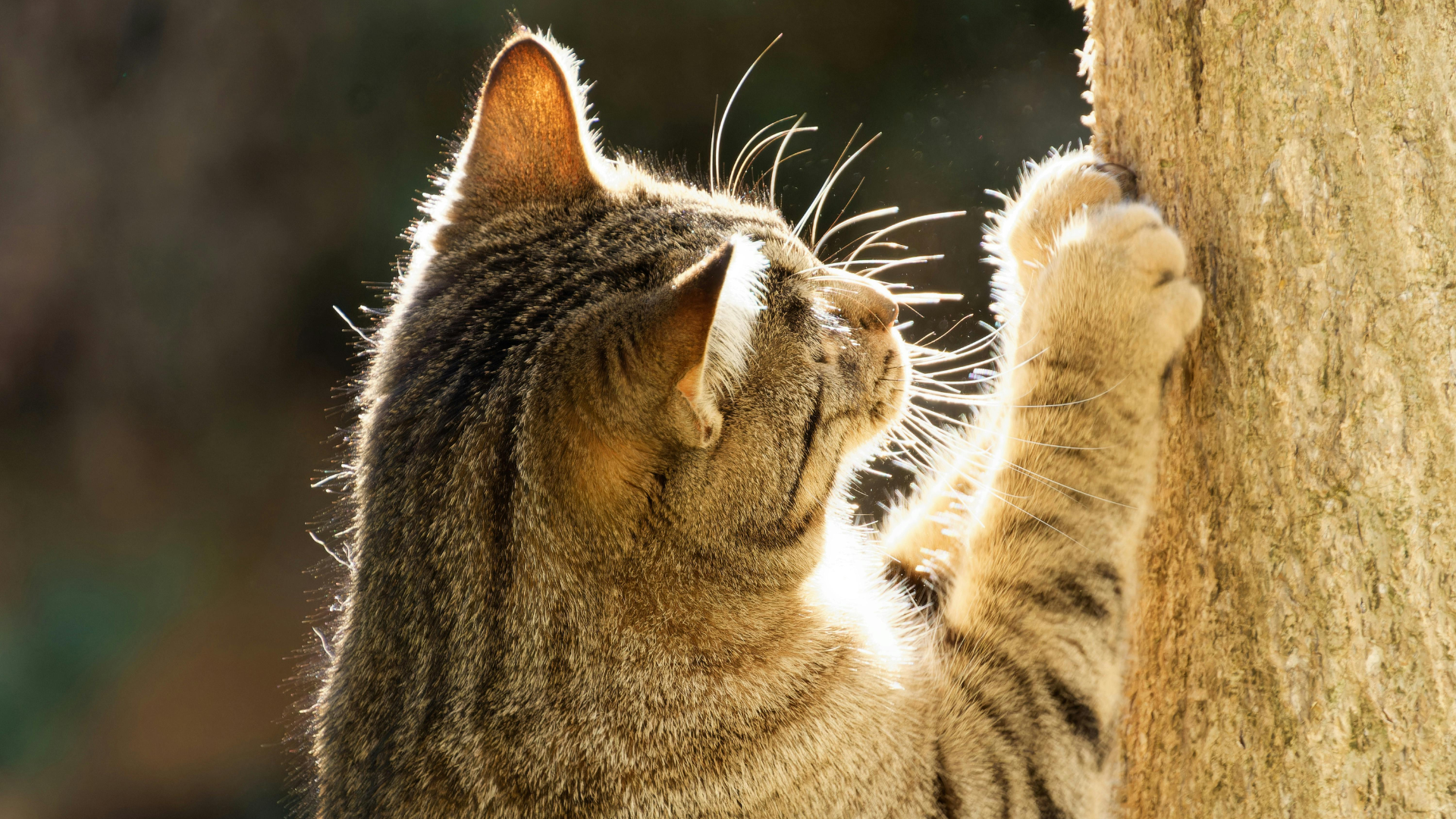 Best Biodegradable Cat Litter Options: Eco-Friendly Choices for Pet Owners