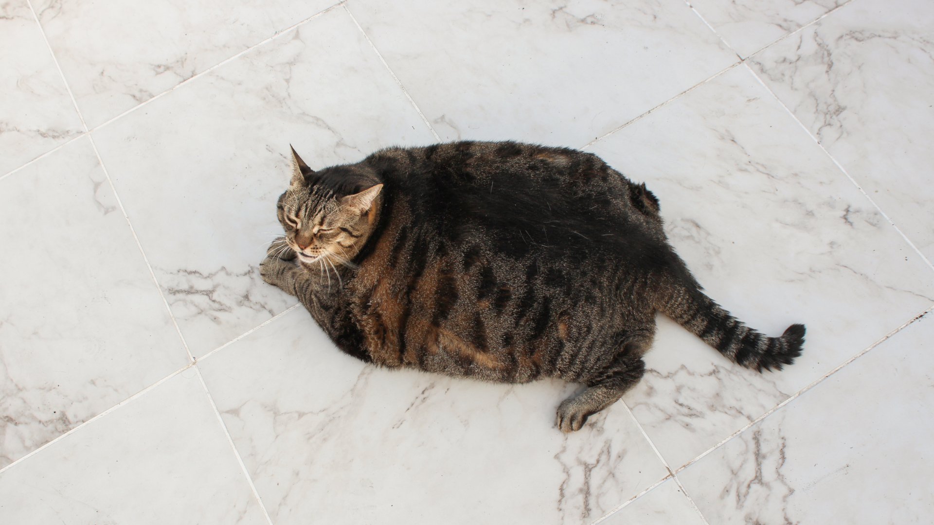 12 Best Litter Boxes for Small Apartments &amp; Studios