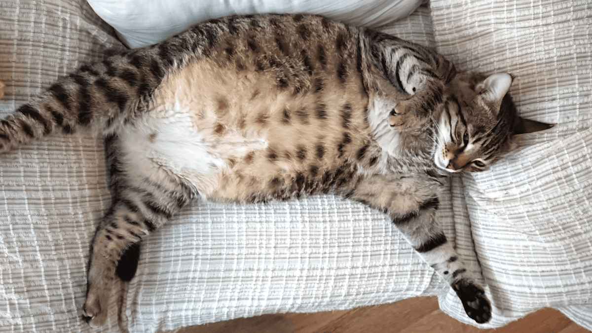 Stainless Steel Cat Litter Box: A Guide for Homeowners and Enthusiasts