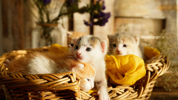12 Best Litter Mats Proven to Trap More Litter