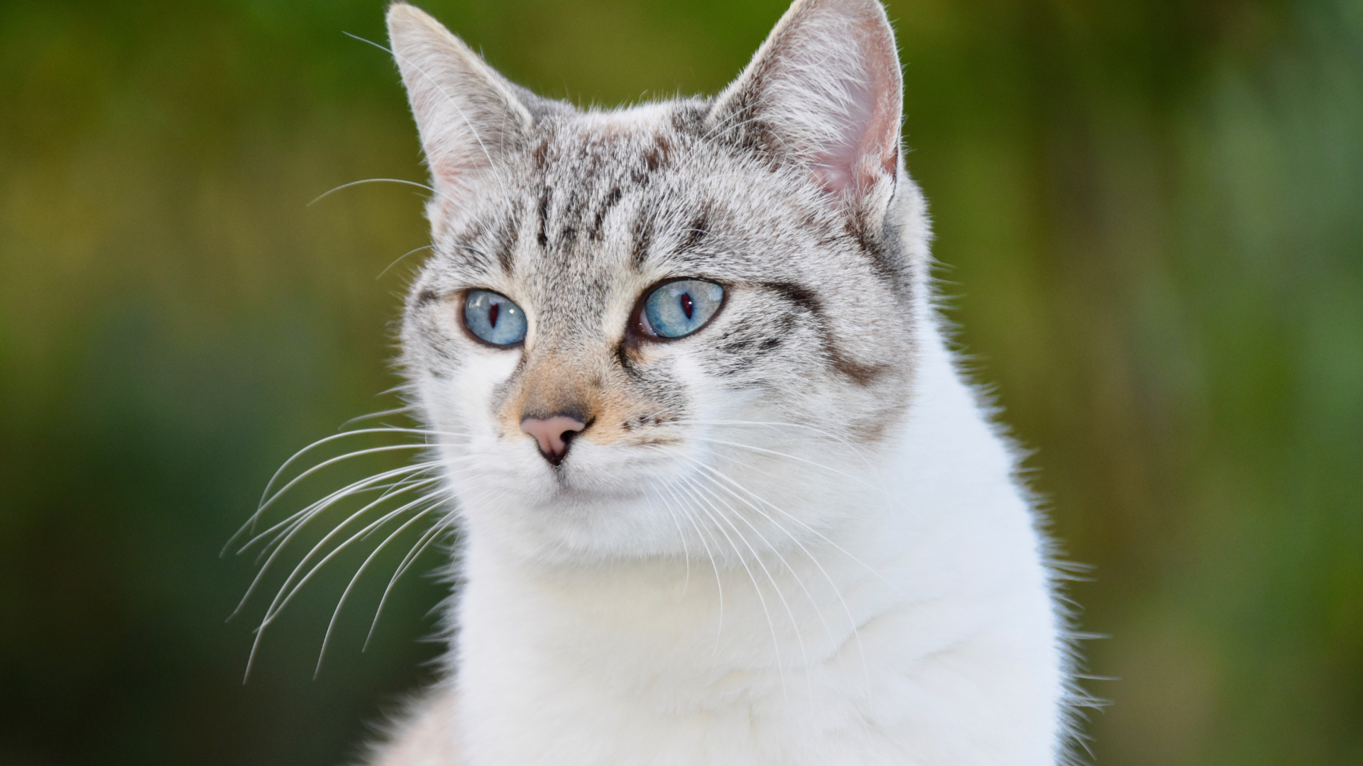 Best Cat Litter Odor Control Methods: Natural &amp; Effective Solutions
