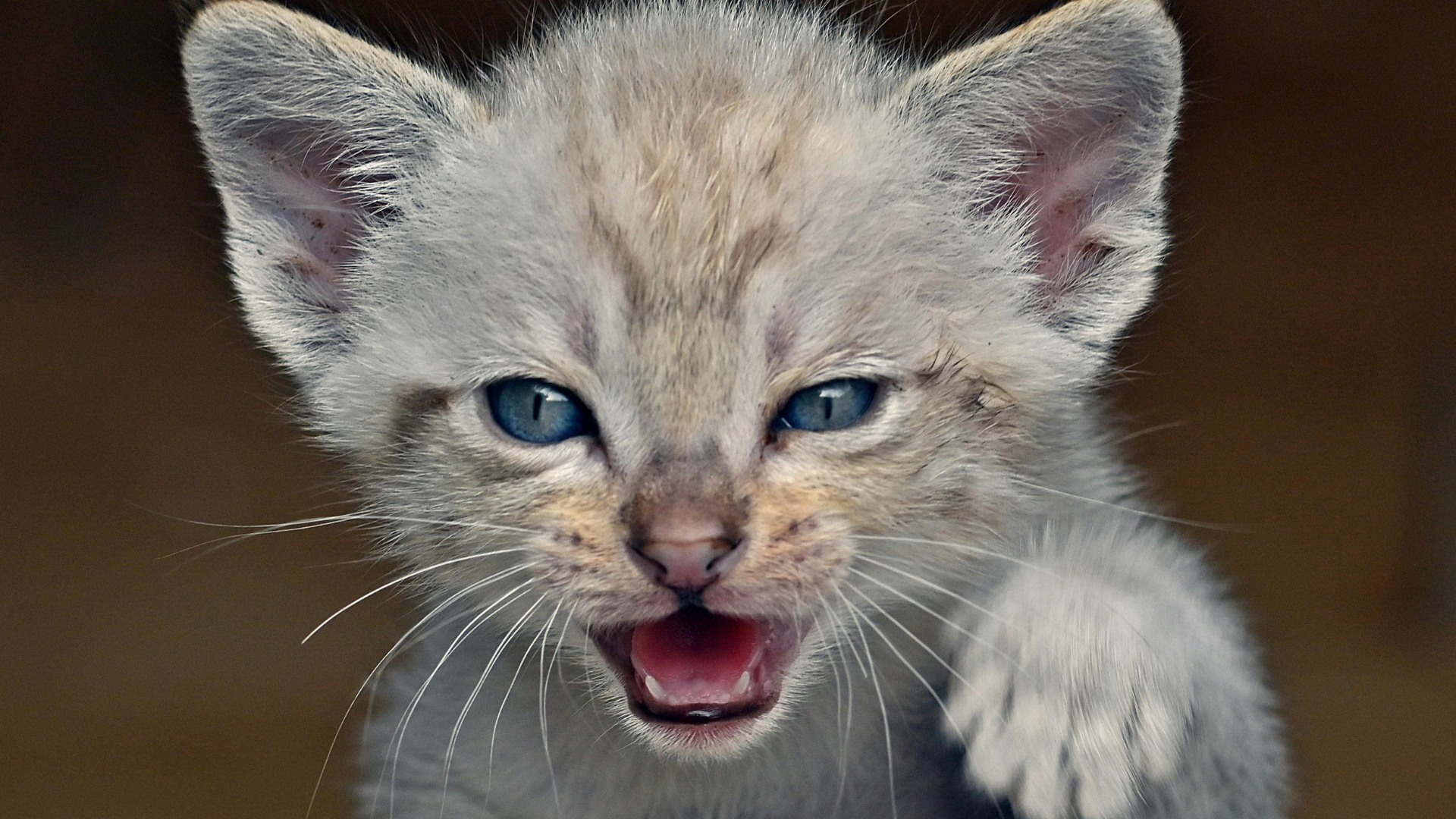 12 Best Long-Term Investments for Your Cat's Health