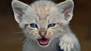 12 Best Long-Term Investments for Your Cat's Health