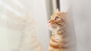 12 Common Litter Box Mistakes Cat Owners Make