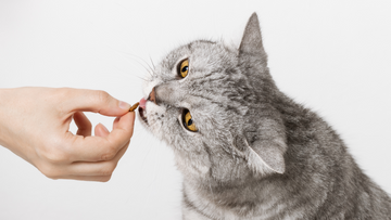 12 Best Products for Extremely Fussy Cats