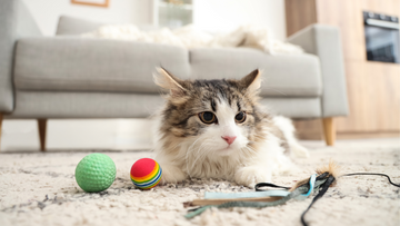 12 Best Products to Stop Litter Tracking for Good