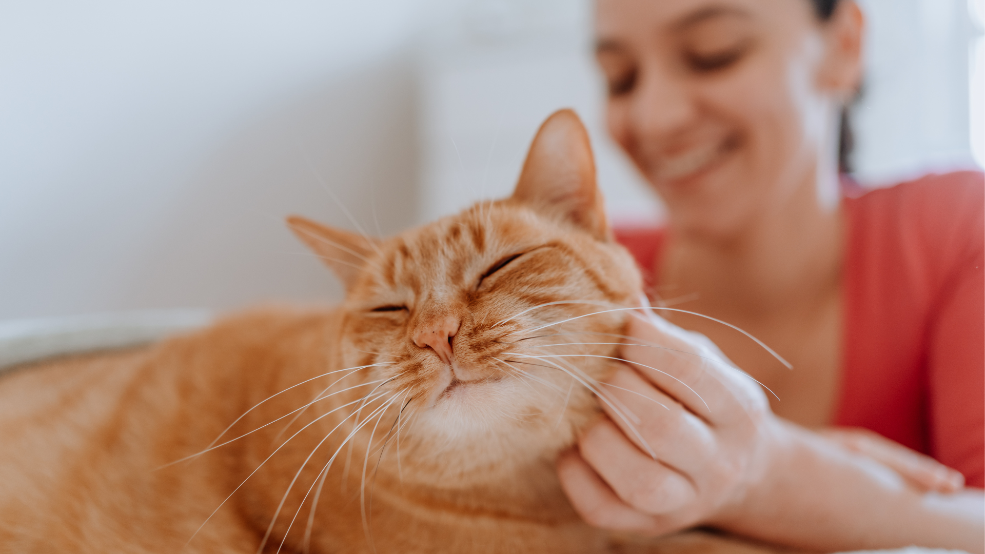 12 Best Sifting Litter Box Systems on the Market