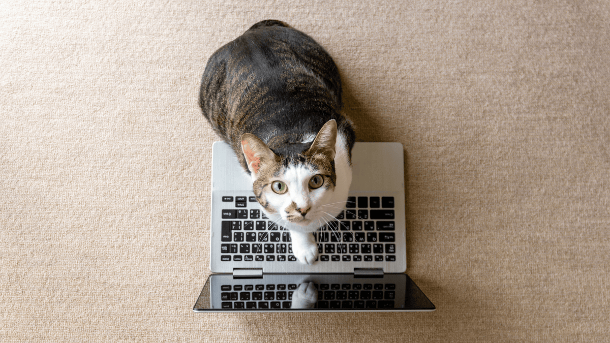 Stainless Steel Litter Boxes: Eco-Friendly & Durable Choice for Cats
